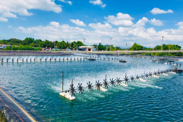 Shrimp farming basics: Infrastructure I