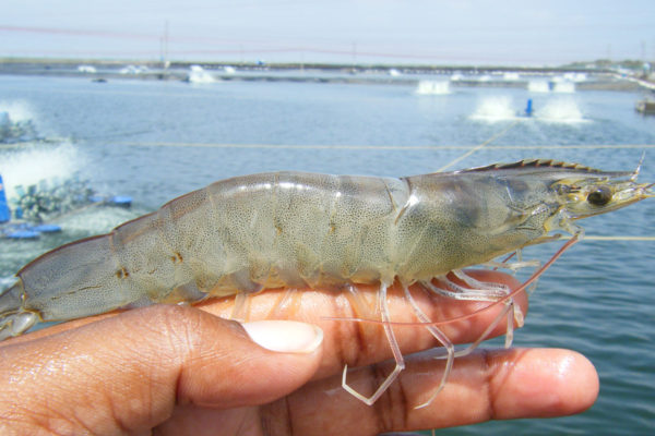 The hepatopancreas and its importance in shrimp farming.