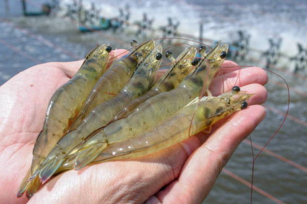 Estimating biomass: How many shrimp are in my pond?